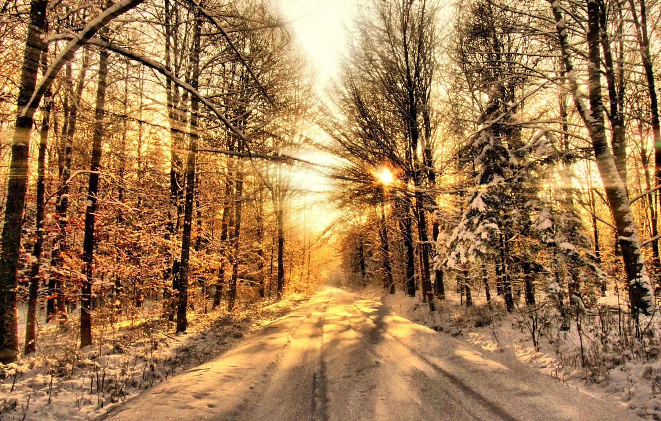 Photo wallpaper winter, forest, the sun