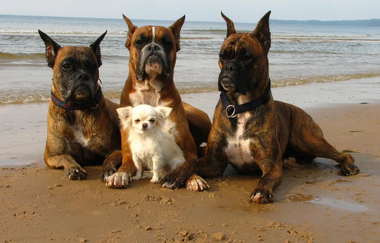 Photo wallpaper sea, dogs, shore, the situation, security, walk, defenders, bodyguards