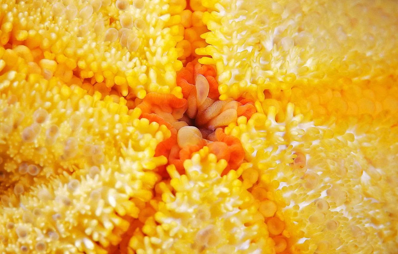 Photo wallpaper mouth, starfish, sucker, The white sea, generica