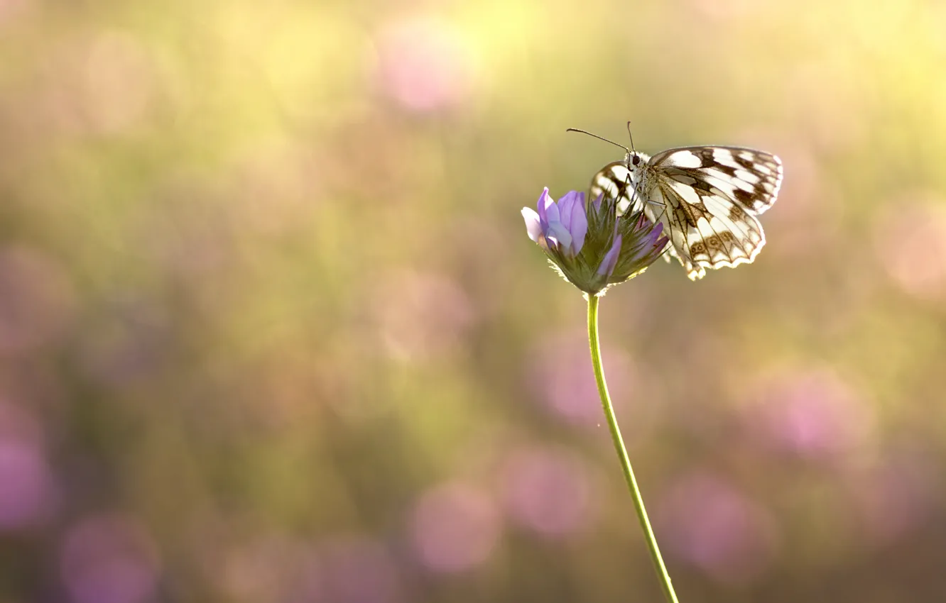 Photo wallpaper butterfly, plant, insect, bokeh, blurred background, Wallpaper from lolita777