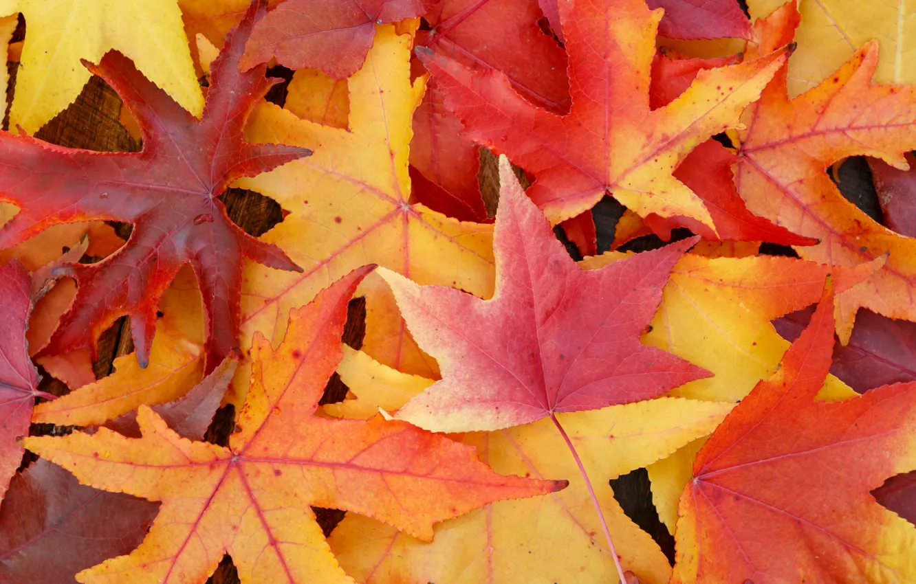 Photo wallpaper autumn, leaves, background, colorful, maple, background, autumn, leaves