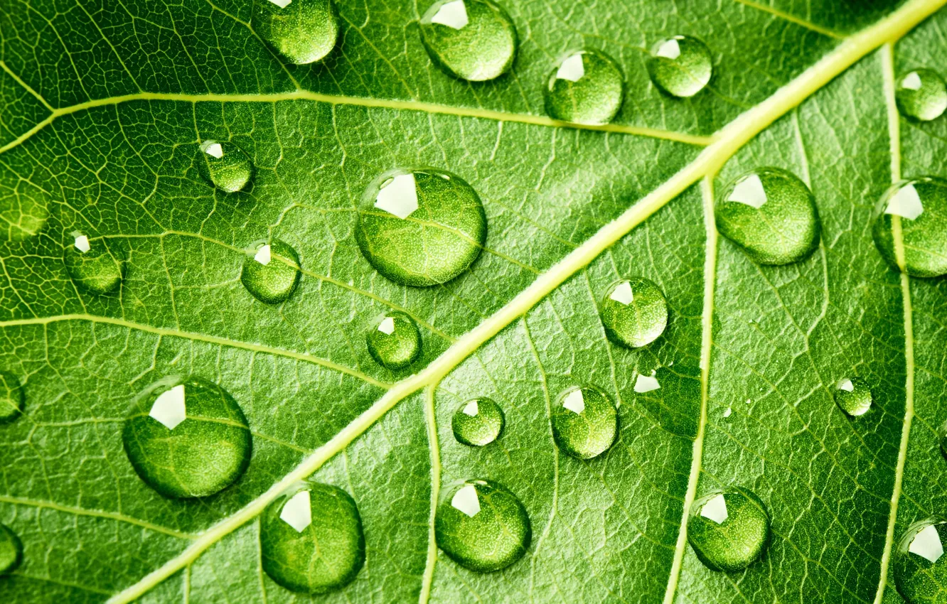 Photo wallpaper green, water, pattern, leave