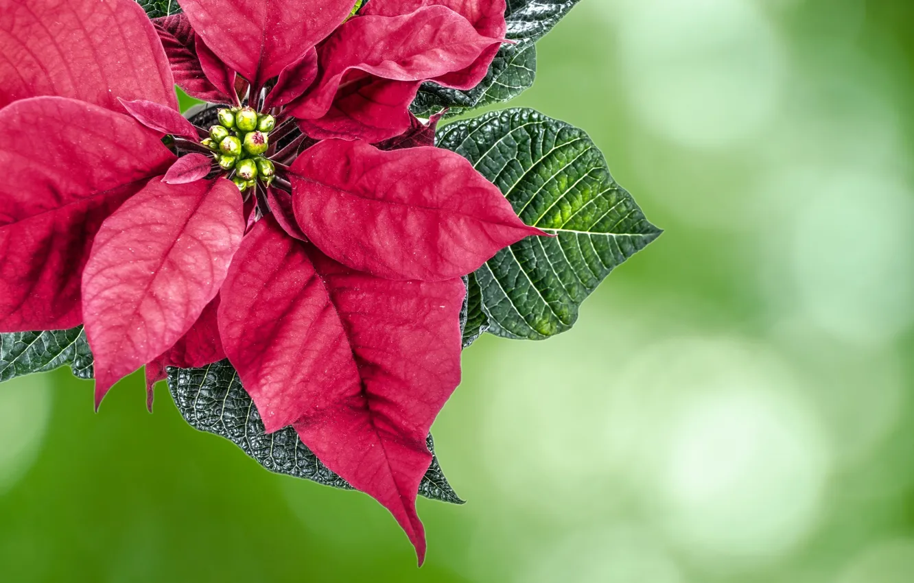Photo wallpaper flower, holiday, plant, Christmas, puansetiya