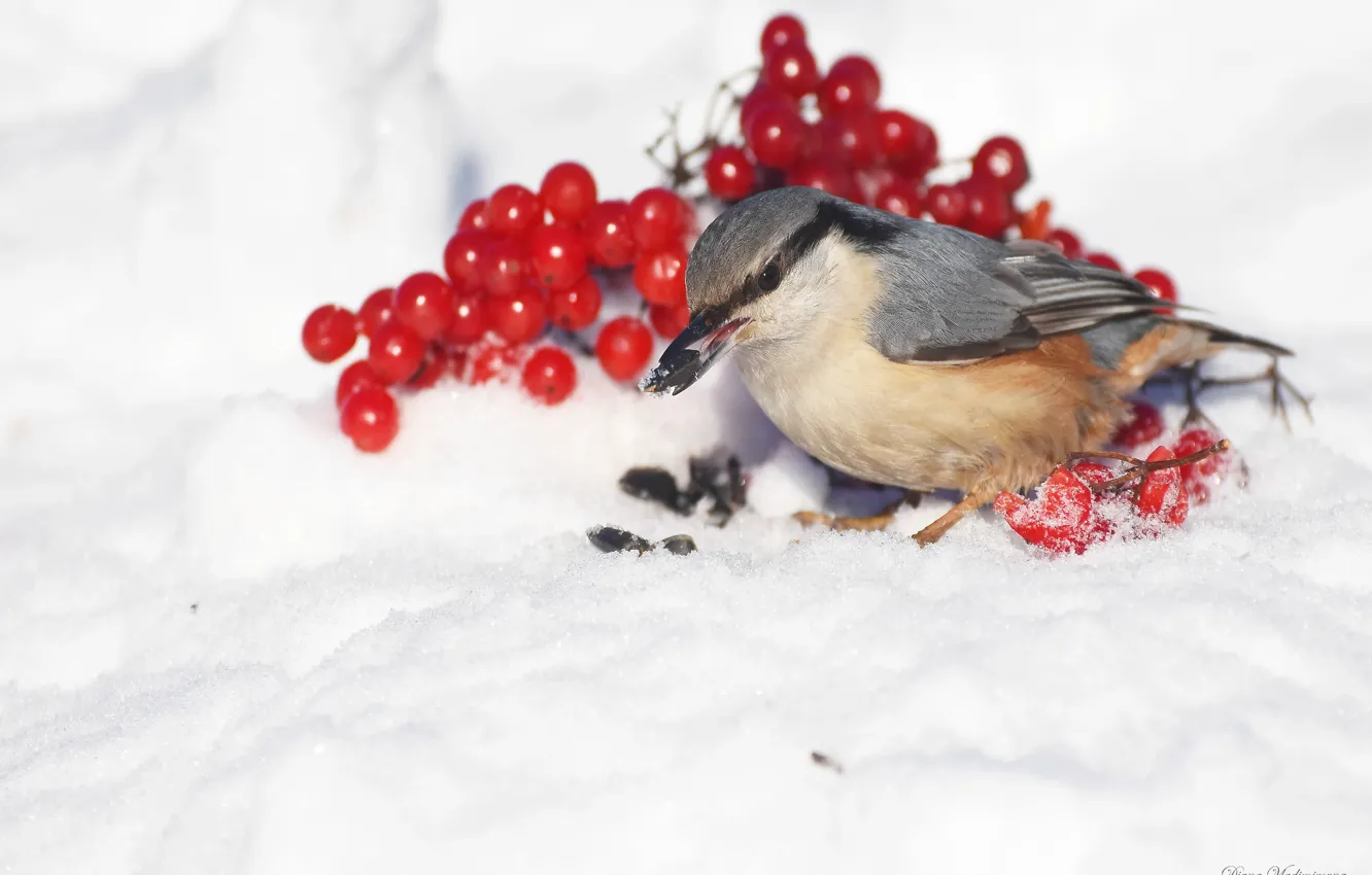 Photo wallpaper winter, nature, bird, nuthatch, photohunt