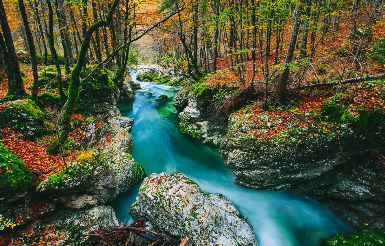 Photo wallpaper autumn, forest, trees, branches, stream, stones, rocks, shore