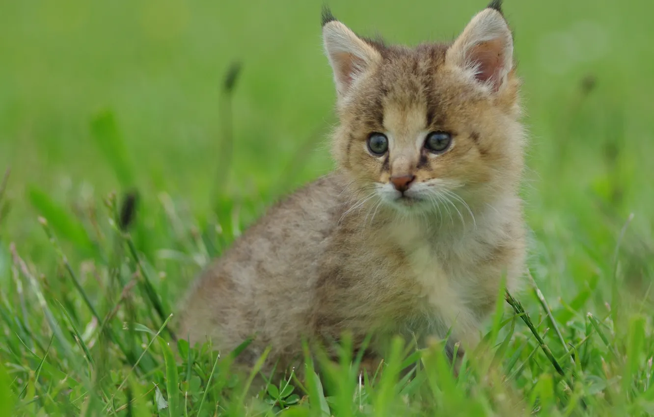 Photo wallpaper grass, baby, kitty, lynx, a small lynx