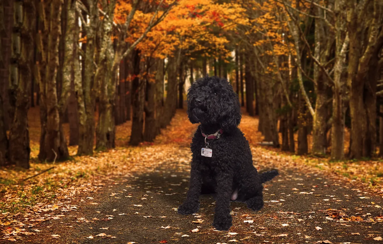 Photo wallpaper road, autumn, each, dog