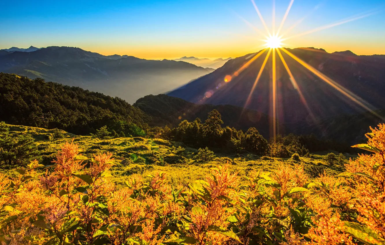 Photo wallpaper the sun, rays, flowers, mountains, bright light, plants, Thailand