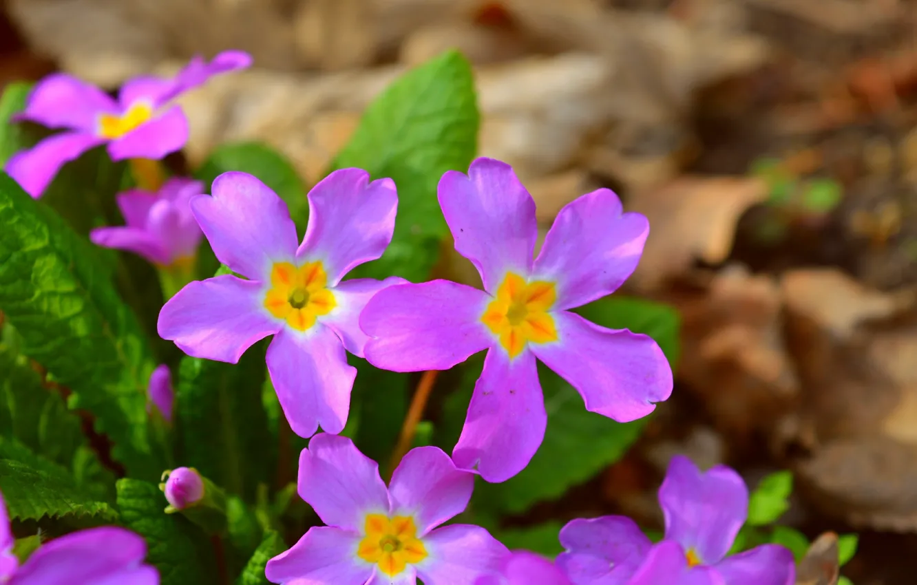 Photo wallpaper Flowers, Spring, Flowers, Spring, Primula
