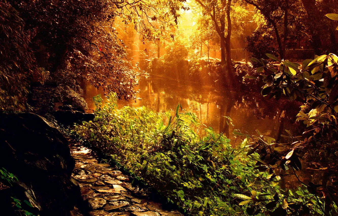Photo wallpaper river, plants, Light