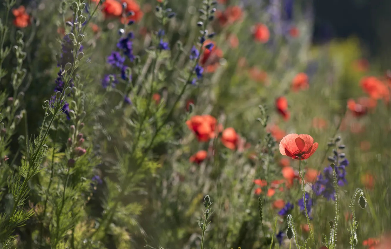 Photo wallpaper field, flowers, Maki, meadow, bokeh