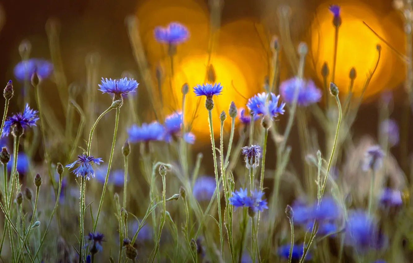 Photo wallpaper field, nature, meadow, cornflowers