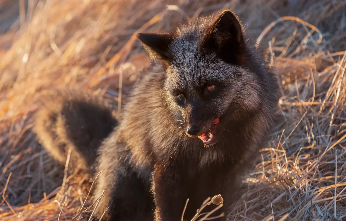 Photo wallpaper language, face, branches, nature, portrait, Fox, Fox, Fox