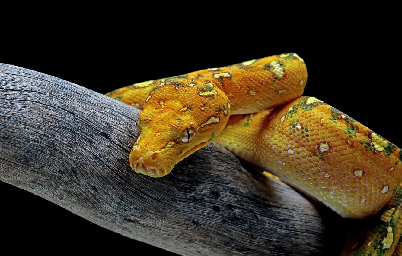 Photo wallpaper branches, yellow, snake, Python