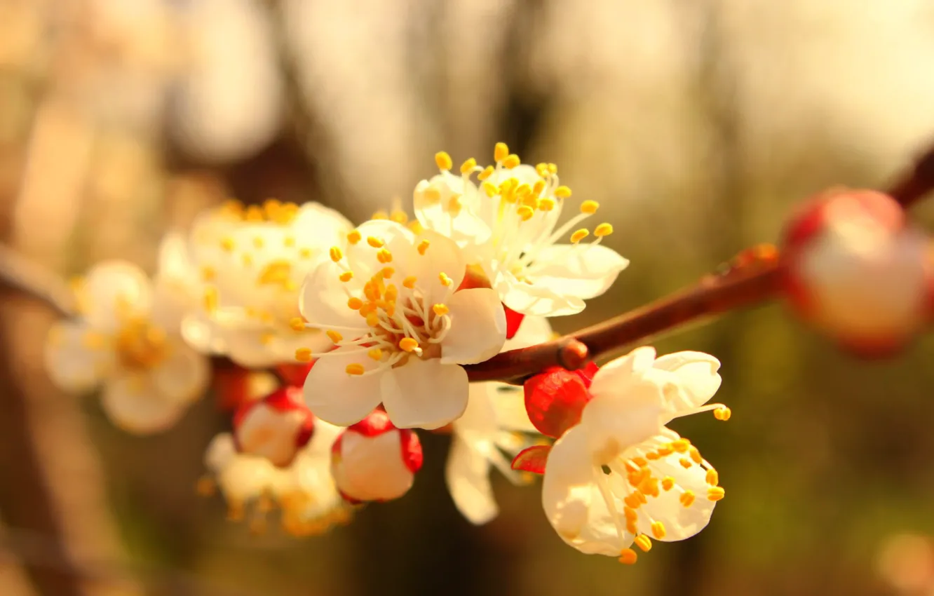 Photo wallpaper trees, flowers, branches, spring, apricots
