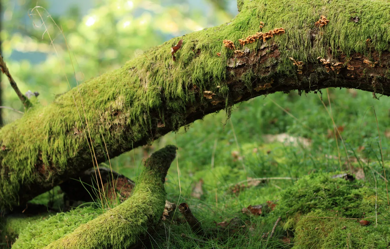 Photo wallpaper grass, tree, mushrooms, moss