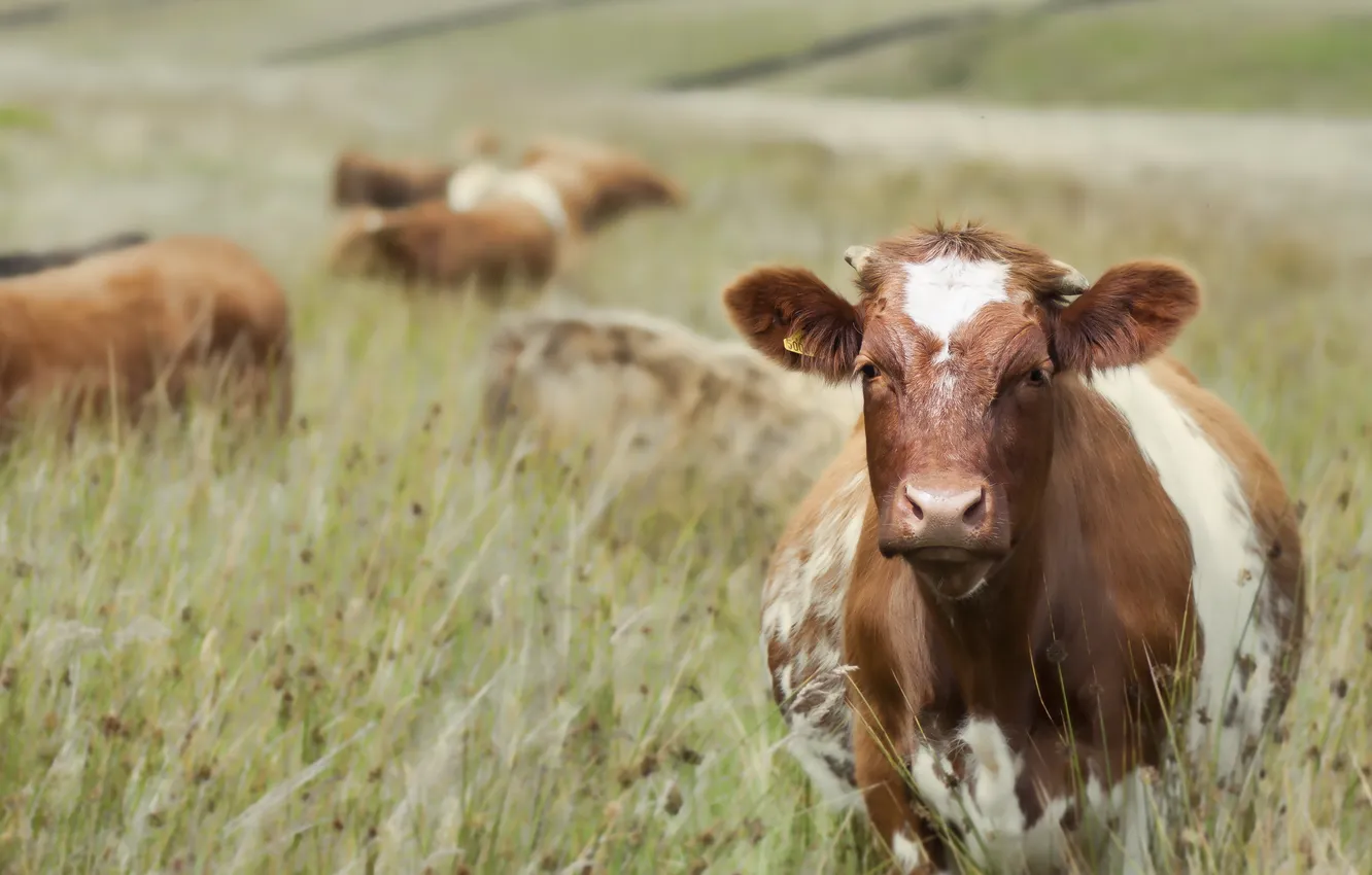 Photo wallpaper field, summer, cows