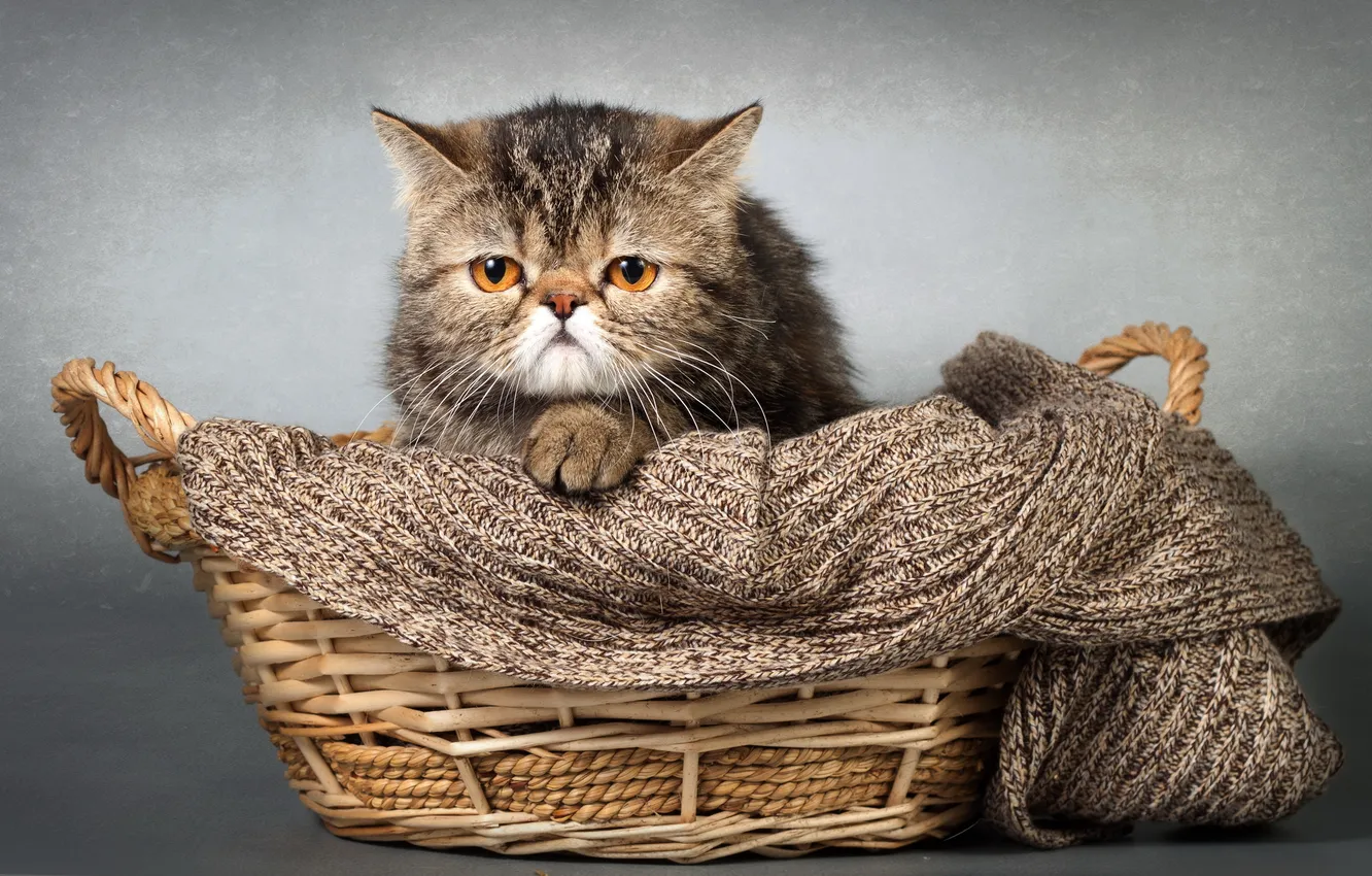 Photo wallpaper cat, look, home