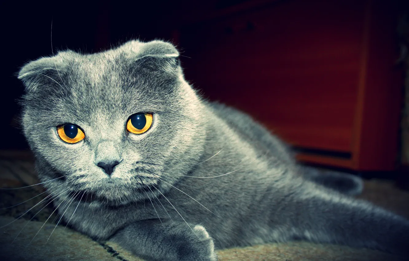 Photo wallpaper cat, fold, Kote, British