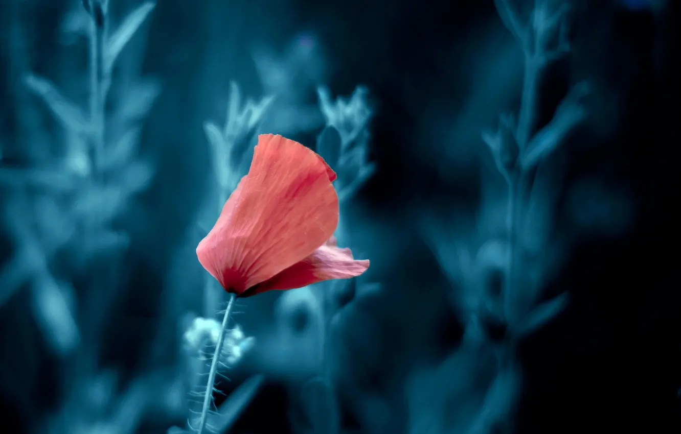 Photo wallpaper nature, background, Mac