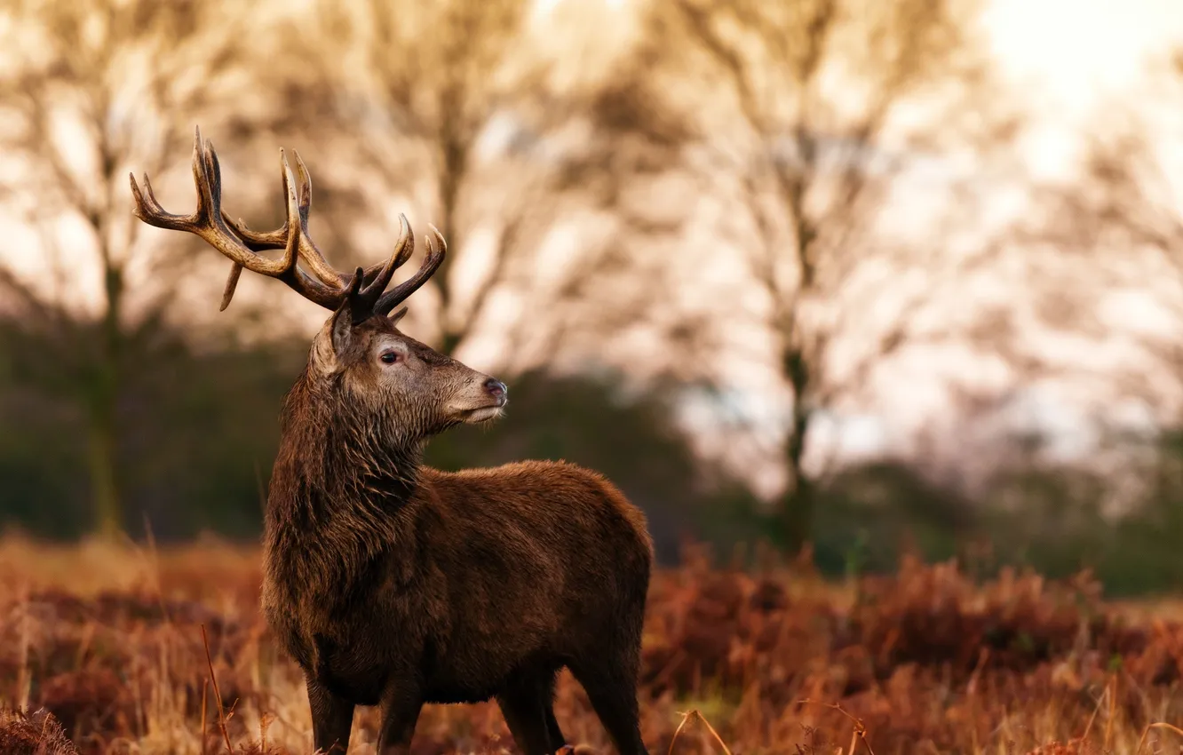 Photo wallpaper autumn, deer, horns, profile