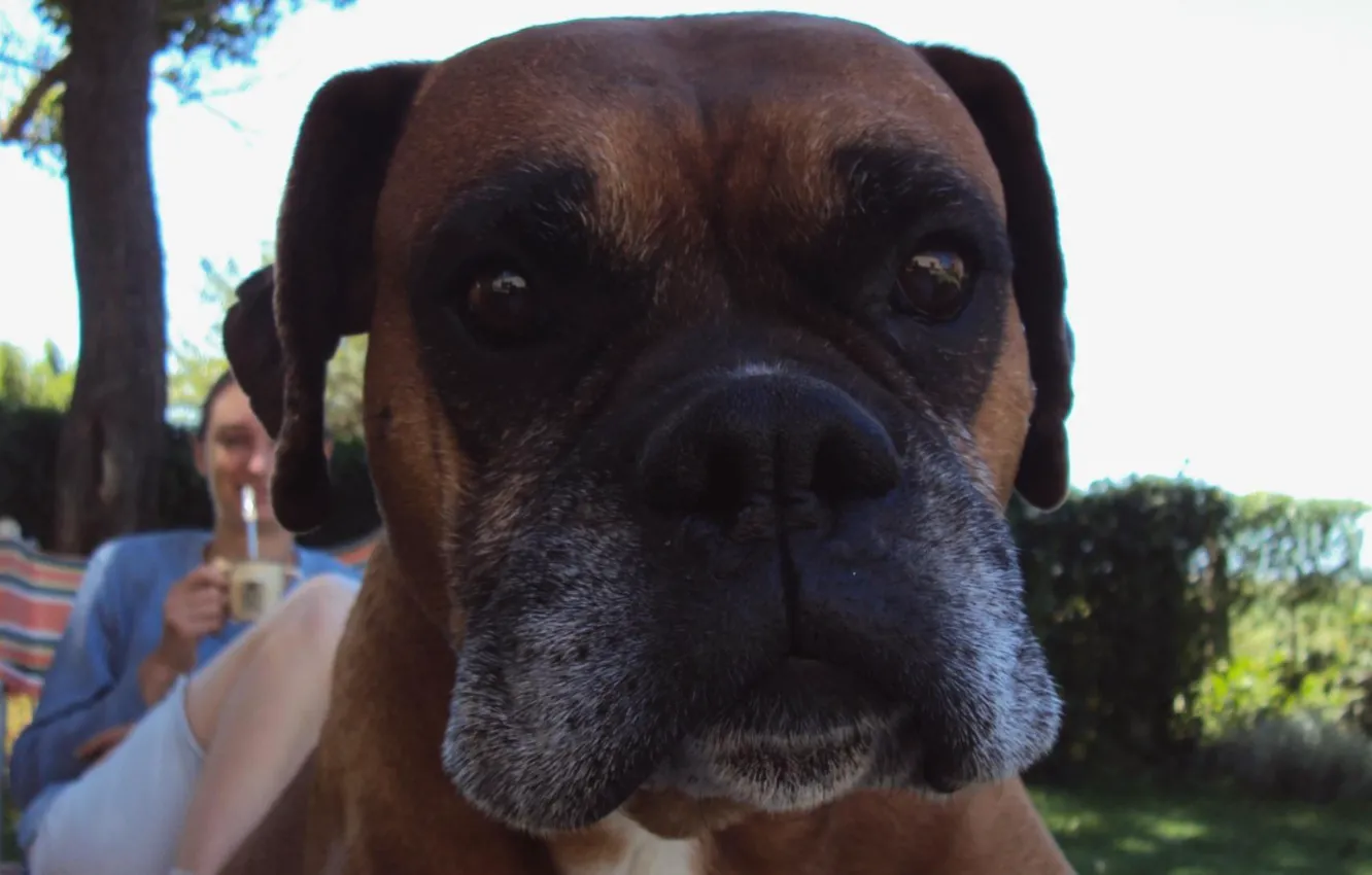 Photo wallpaper Argentina, dog, Boxer, pets