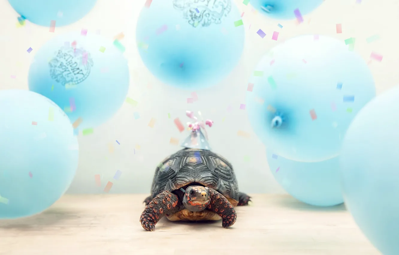 Photo wallpaper smile, birthday, holiday, blue, balls, turtle, beauty, bug