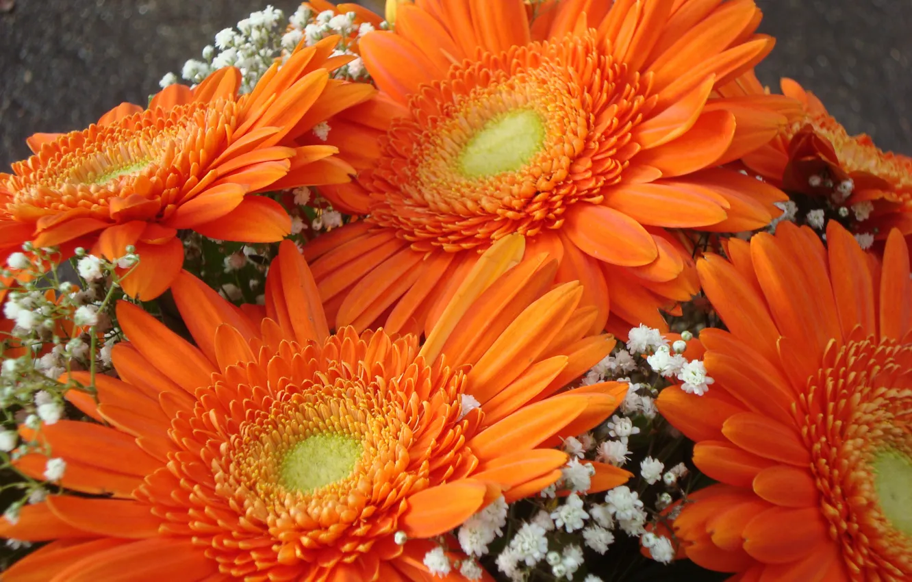 Photo wallpaper bright colors, gerbera, the bride's bouquet, a little color in the gray autumn canopy