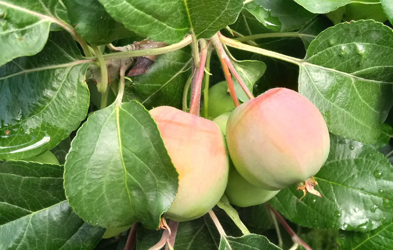 Photo wallpaper leaves, apples, apples