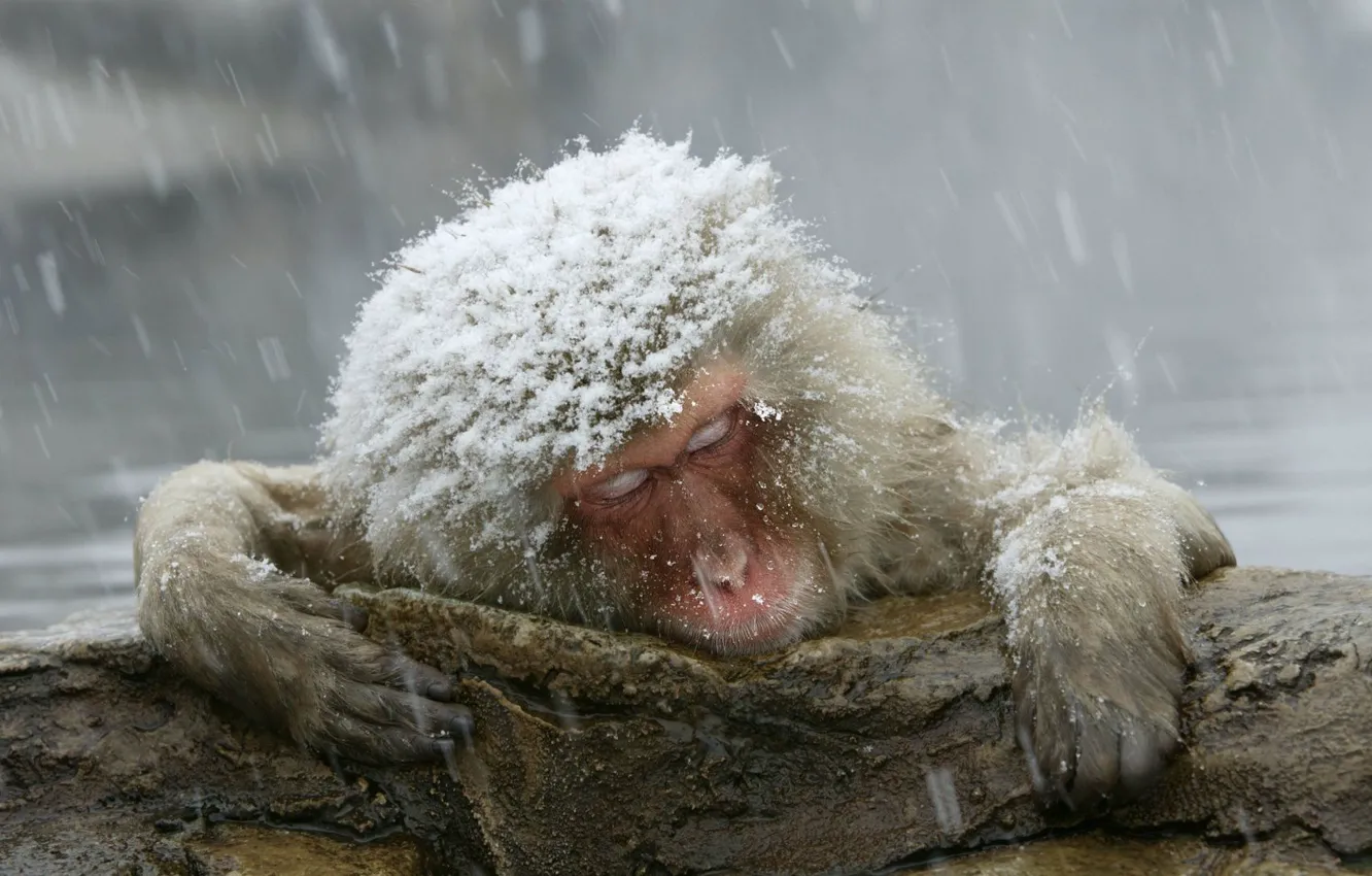 Photo wallpaper snow, monkey, the primacy of, Japanese macaques