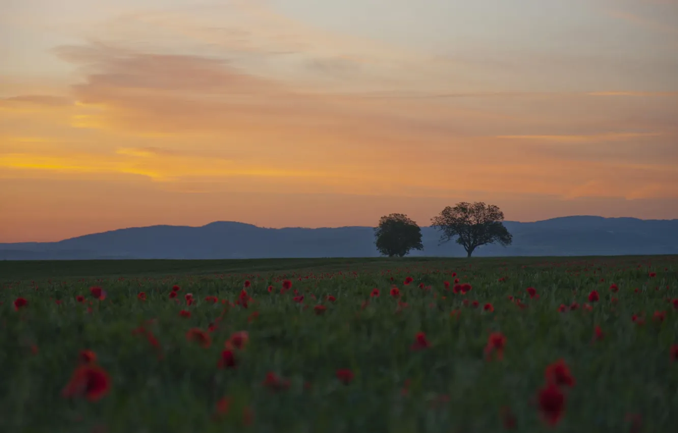 Photo wallpaper trees, sunset, flowers, hills, Maki, dal, the evening, twilight