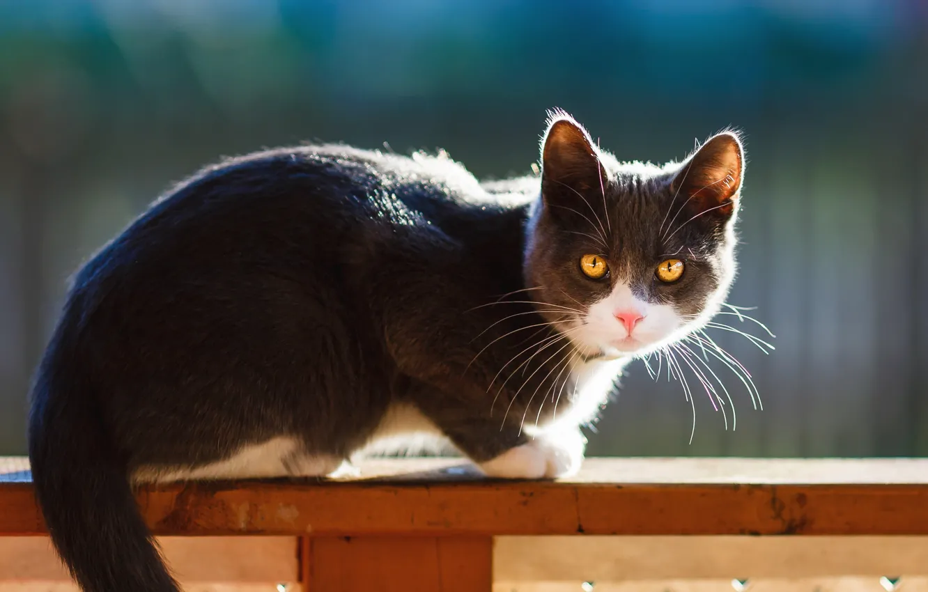 Photo wallpaper cat, cat, mustache, look, face, light, pose, grey