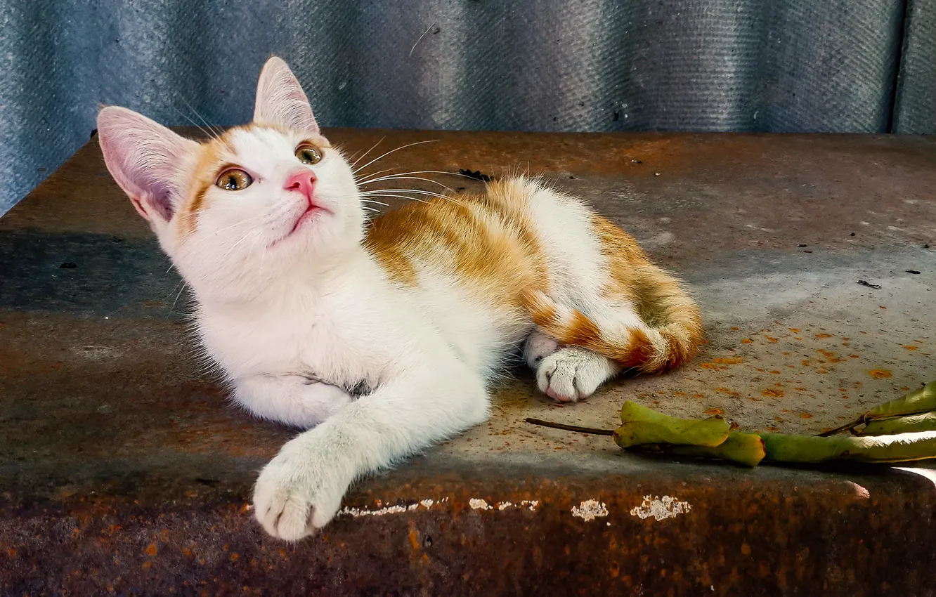 Photo wallpaper cat, kitty, sweet