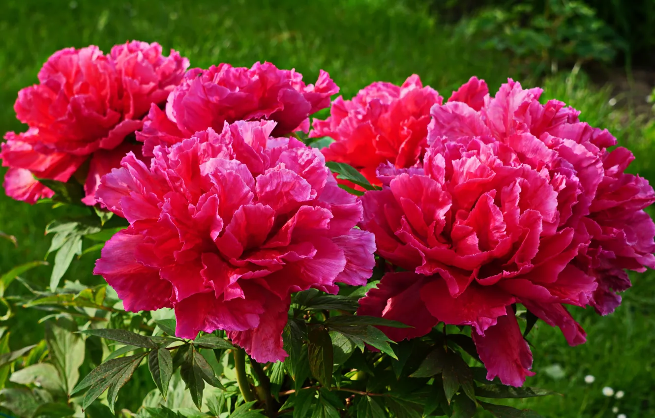 Photo wallpaper red, the bushes, peonies