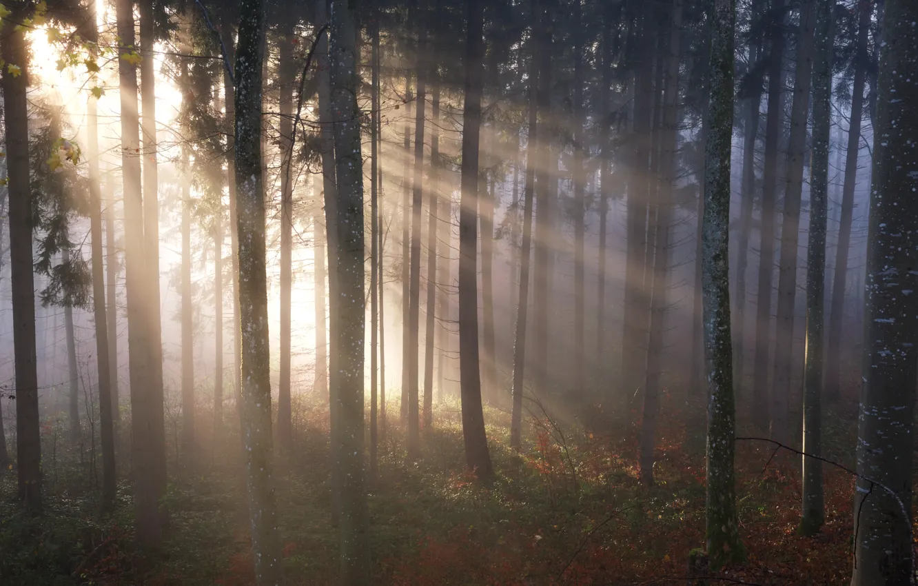 Photo wallpaper autumn, forest, the sun, rays, light, trees, branches, fog
