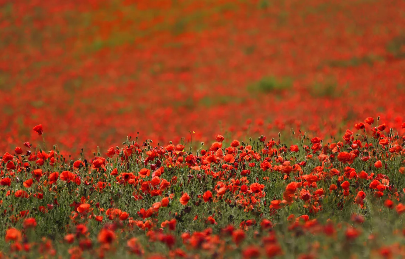 Photo wallpaper summer, flowers, red, Maki, meadow, a lot, bokeh, poppy field