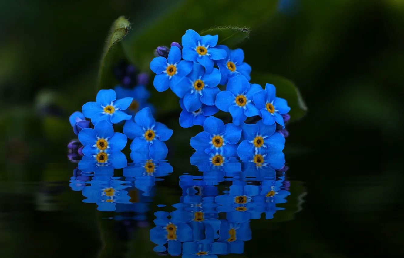 Photo wallpaper water, macro, reflection, forget-me-nots