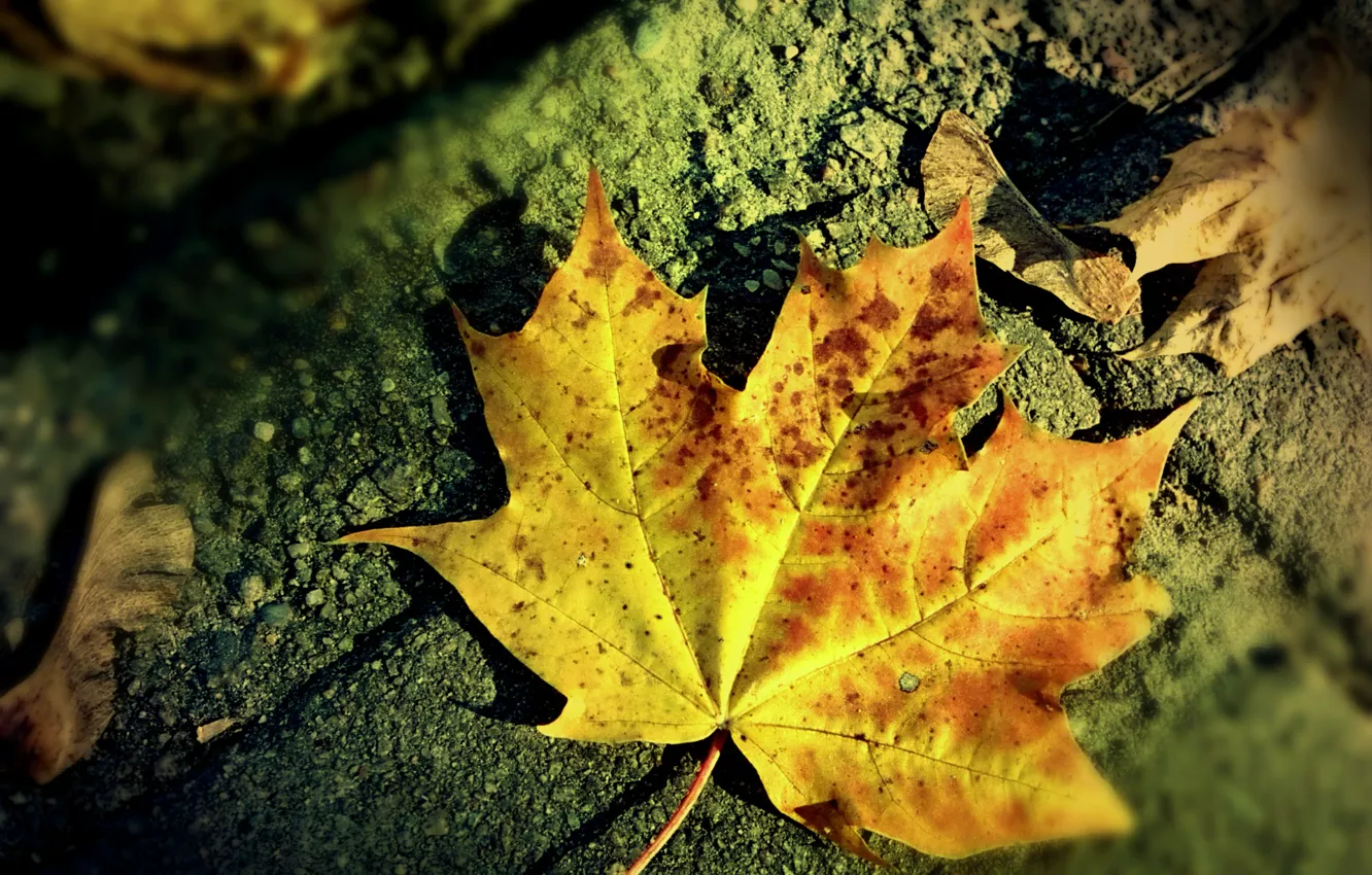 Photo wallpaper autumn, leaves, seeds, the sidewalk