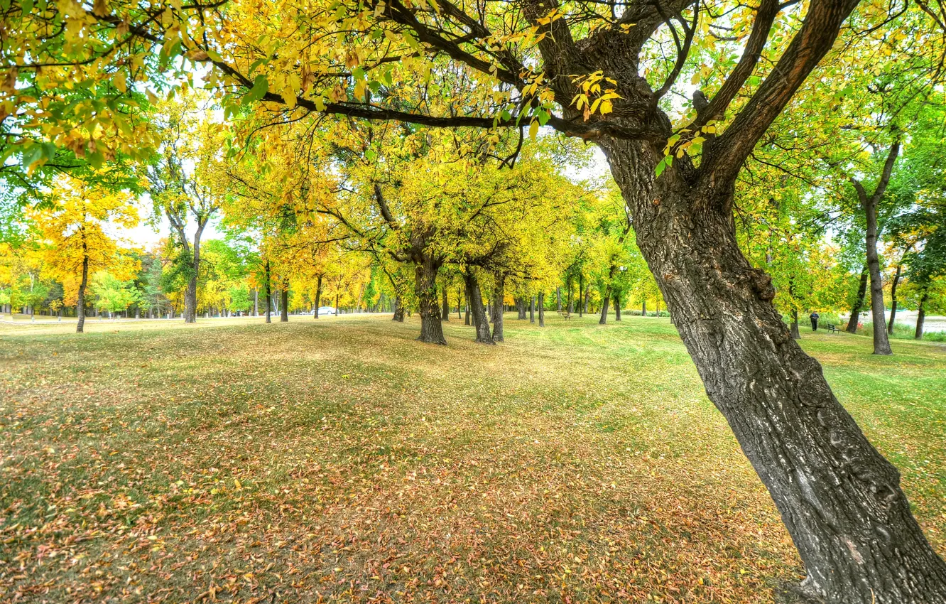 Photo wallpaper autumn, leaves, bench, Park, tree