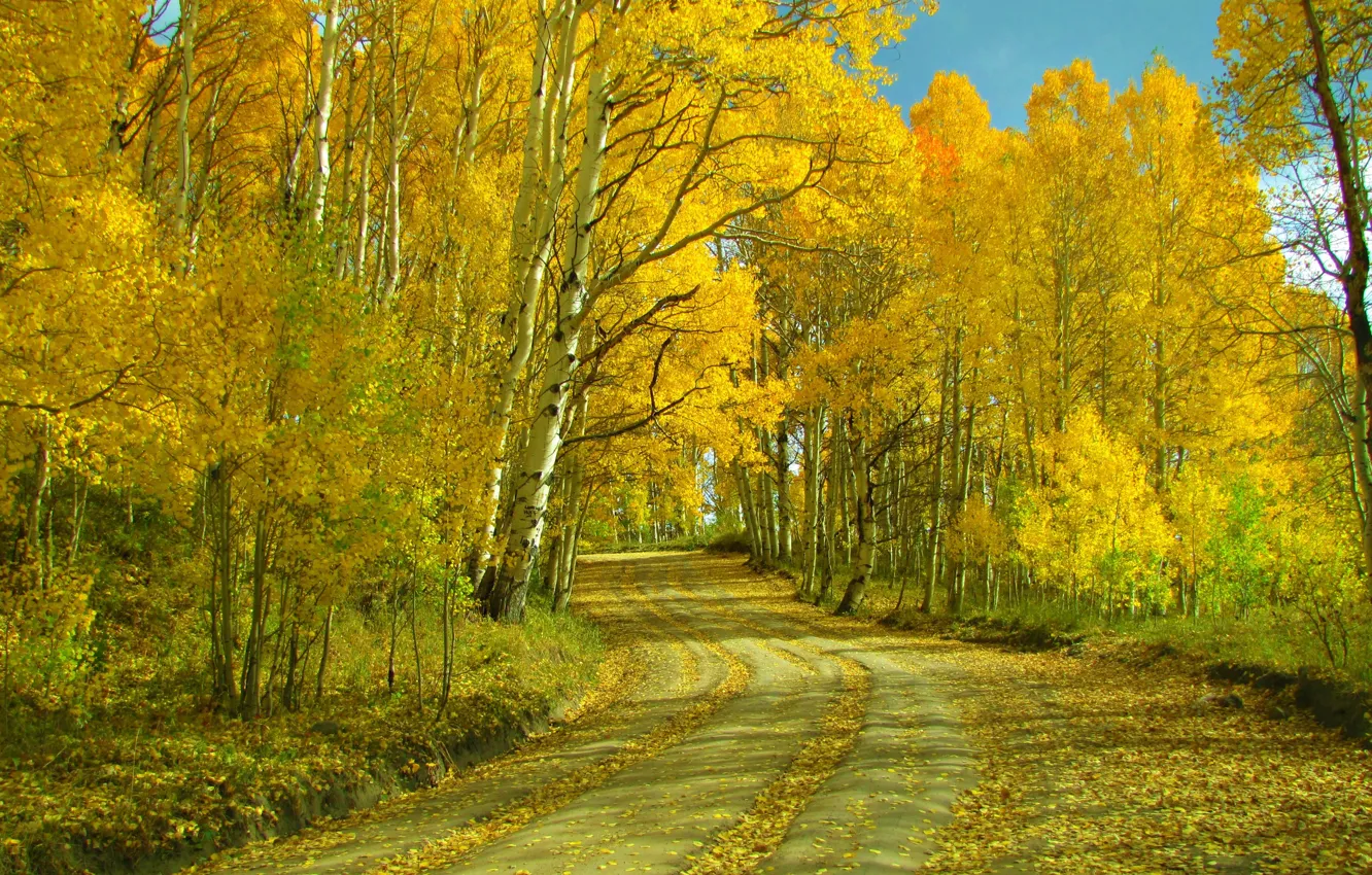 Photo wallpaper road, autumn, leaves, landscape