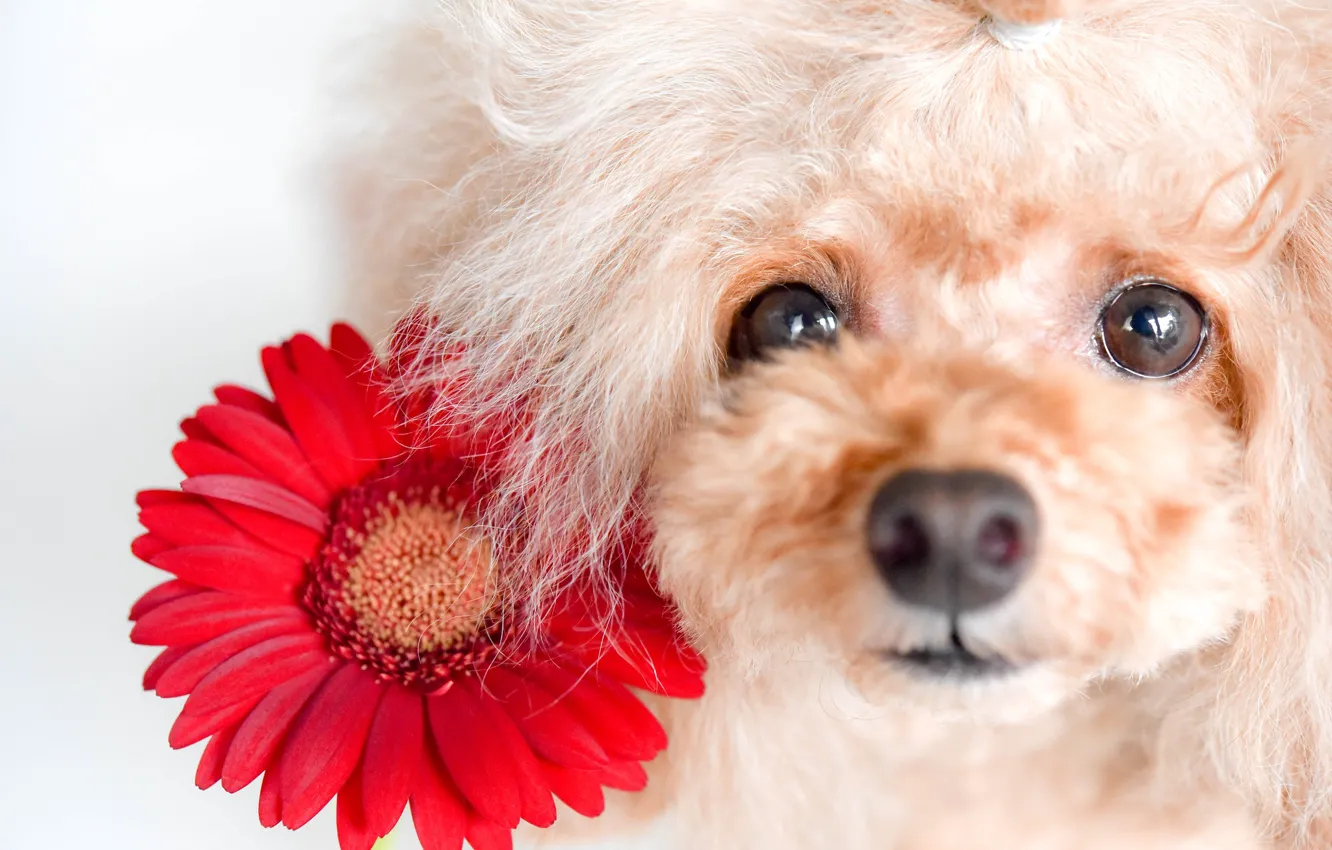 Photo wallpaper muzzle, gerbera, poodle
