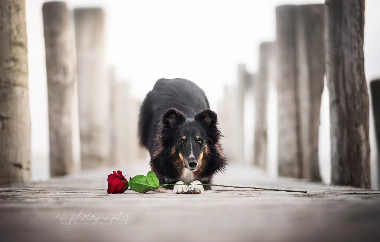 Photo wallpaper flower, rose, dog