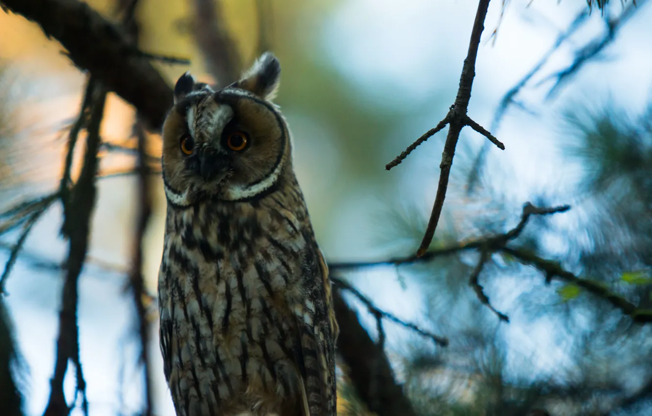 Photo wallpaper greens, summer, leaves, sunrise, background, owl, bird, morning