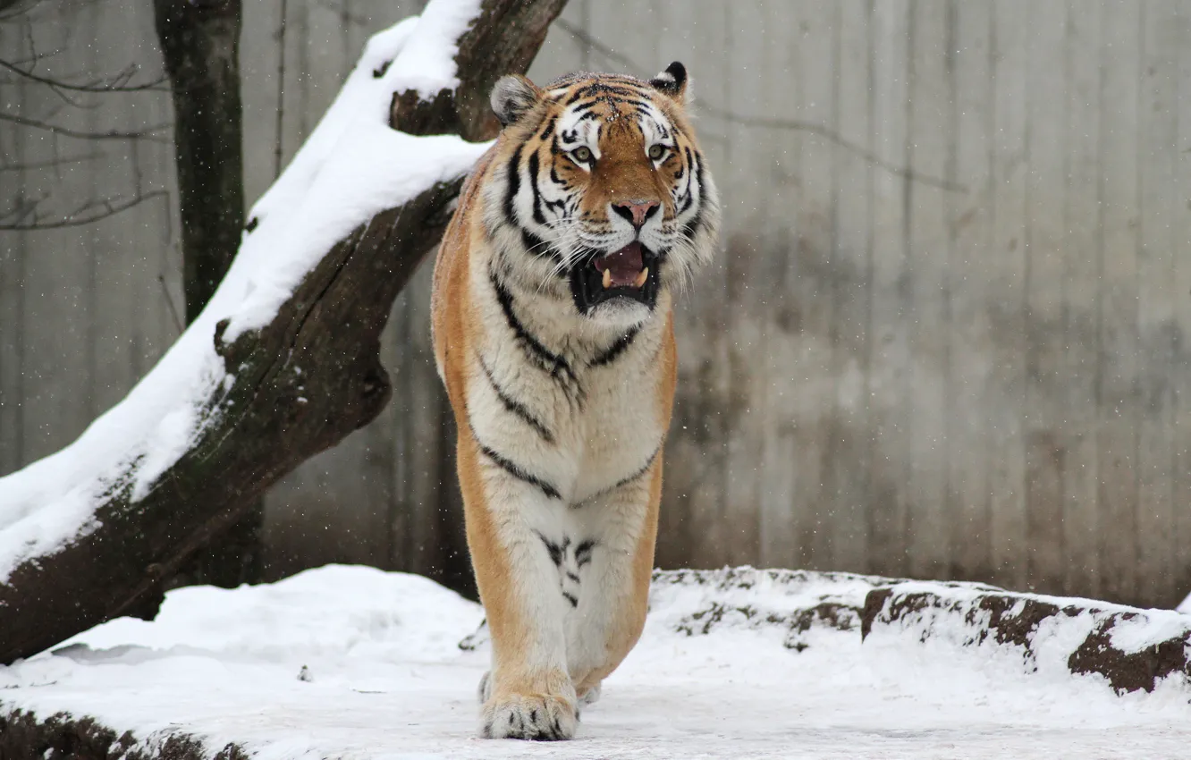 Photo wallpaper cat, snow, tiger, tree, Amur