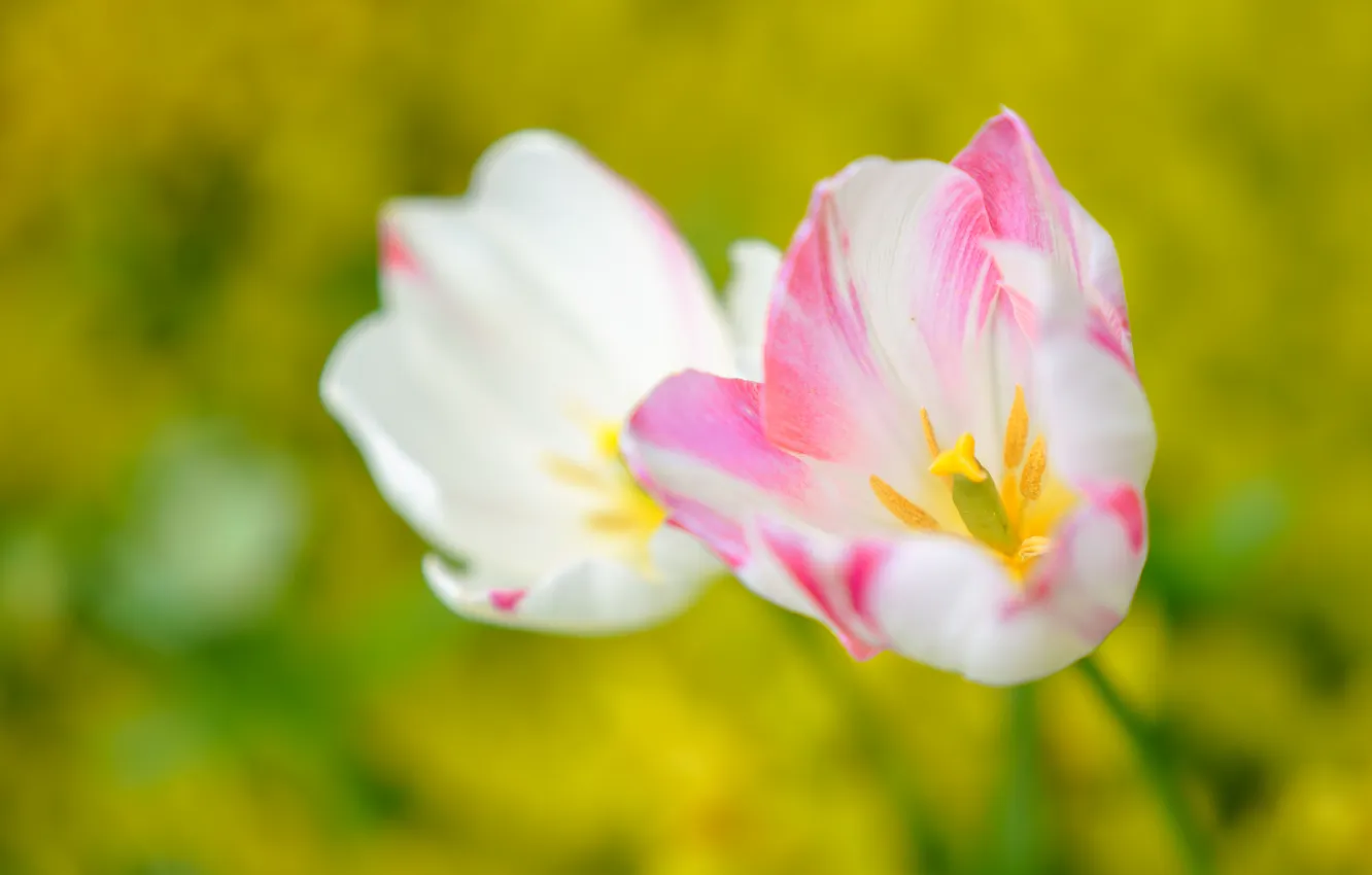 Photo wallpaper background, petals, tulips, Duo