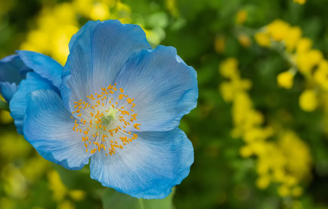 Photo wallpaper summer, flowers, Mac, blue poppy