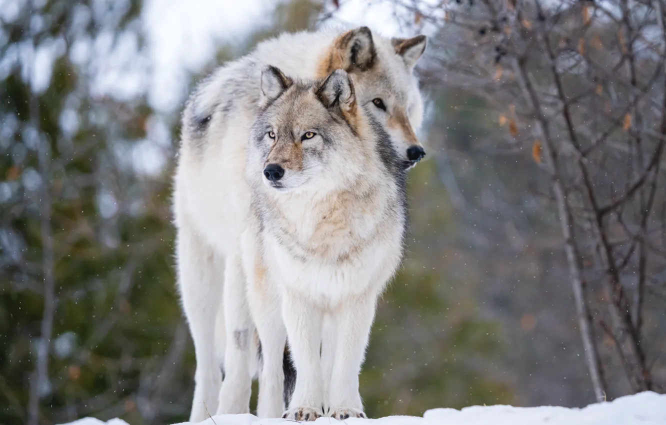 Photo wallpaper winter, forest, face, snow, branches, pose, grey, wolf