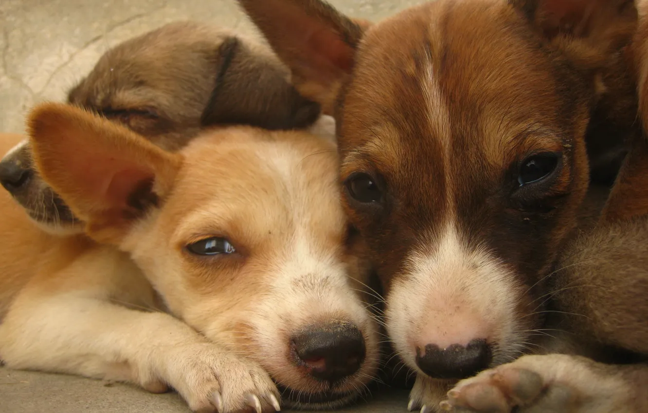 Photo wallpaper dog, animal, cute