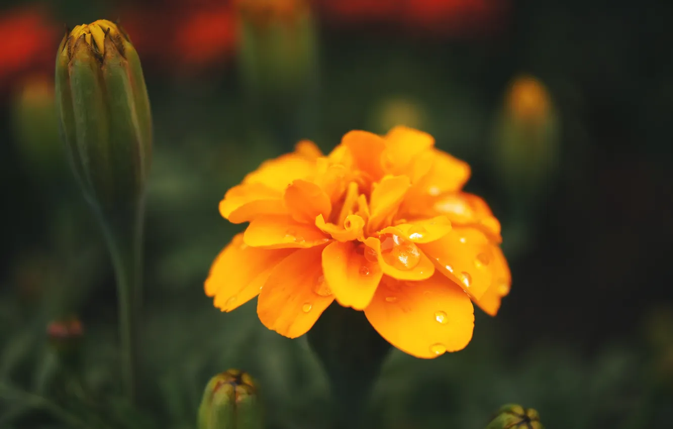 Photo wallpaper flower, orange, petals