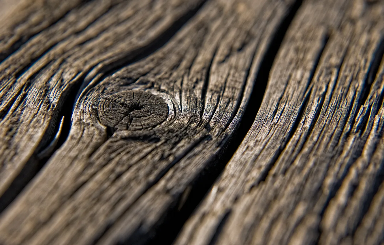 Photo wallpaper trees, cracked, texture